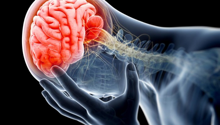 Medical illustration of brain and brain stem.